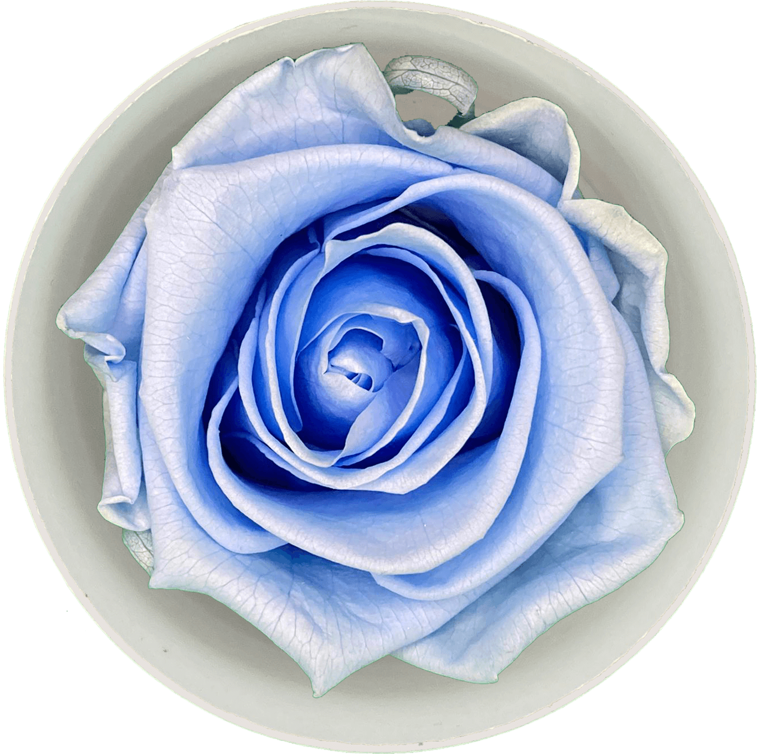 Geboorte Roos Lichtblauw (60 mm) - geconserveerde bloem