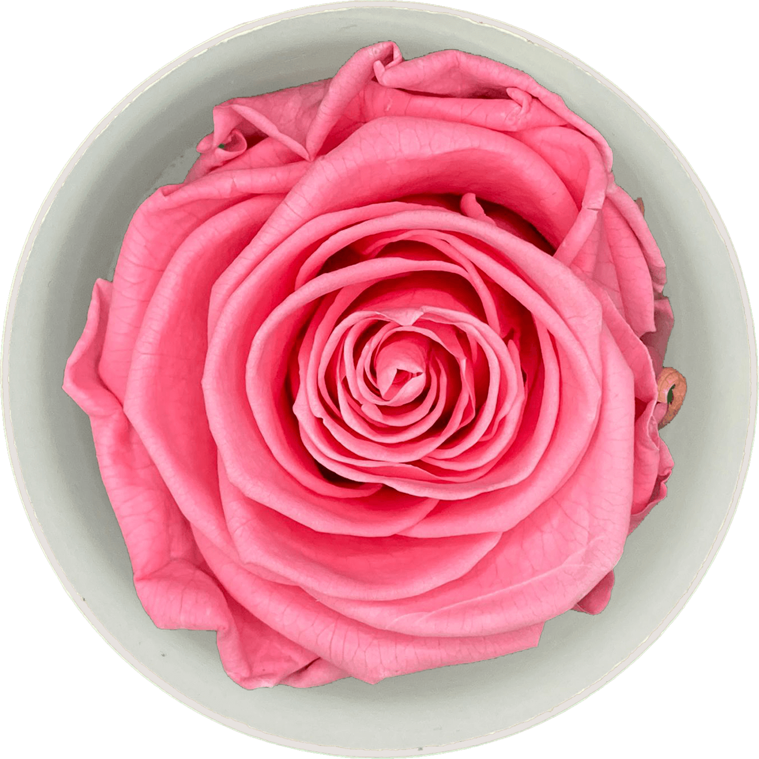 Liefdesroos Dieproze (60 mm) - geconserveerde bloem
