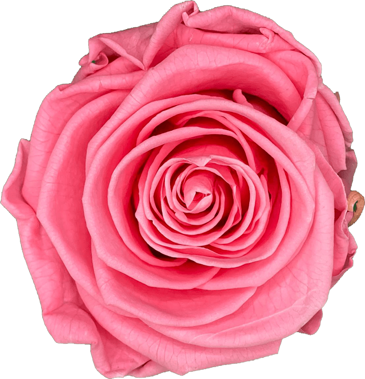 Liefdesroos Dieproze (60 mm) - geconserveerde bloem