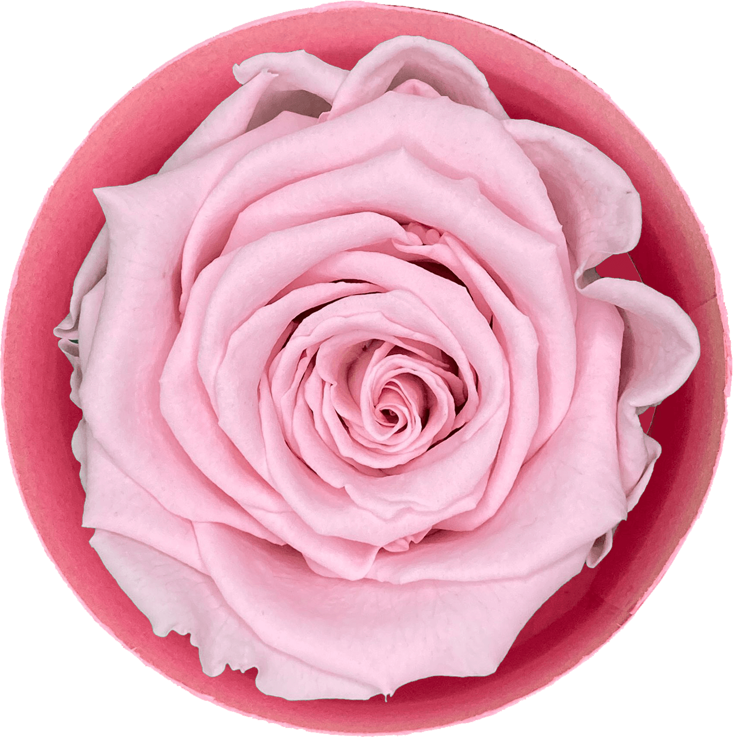 Liefdesroos Lichtroze (60 mm)- geconserveerde bloem