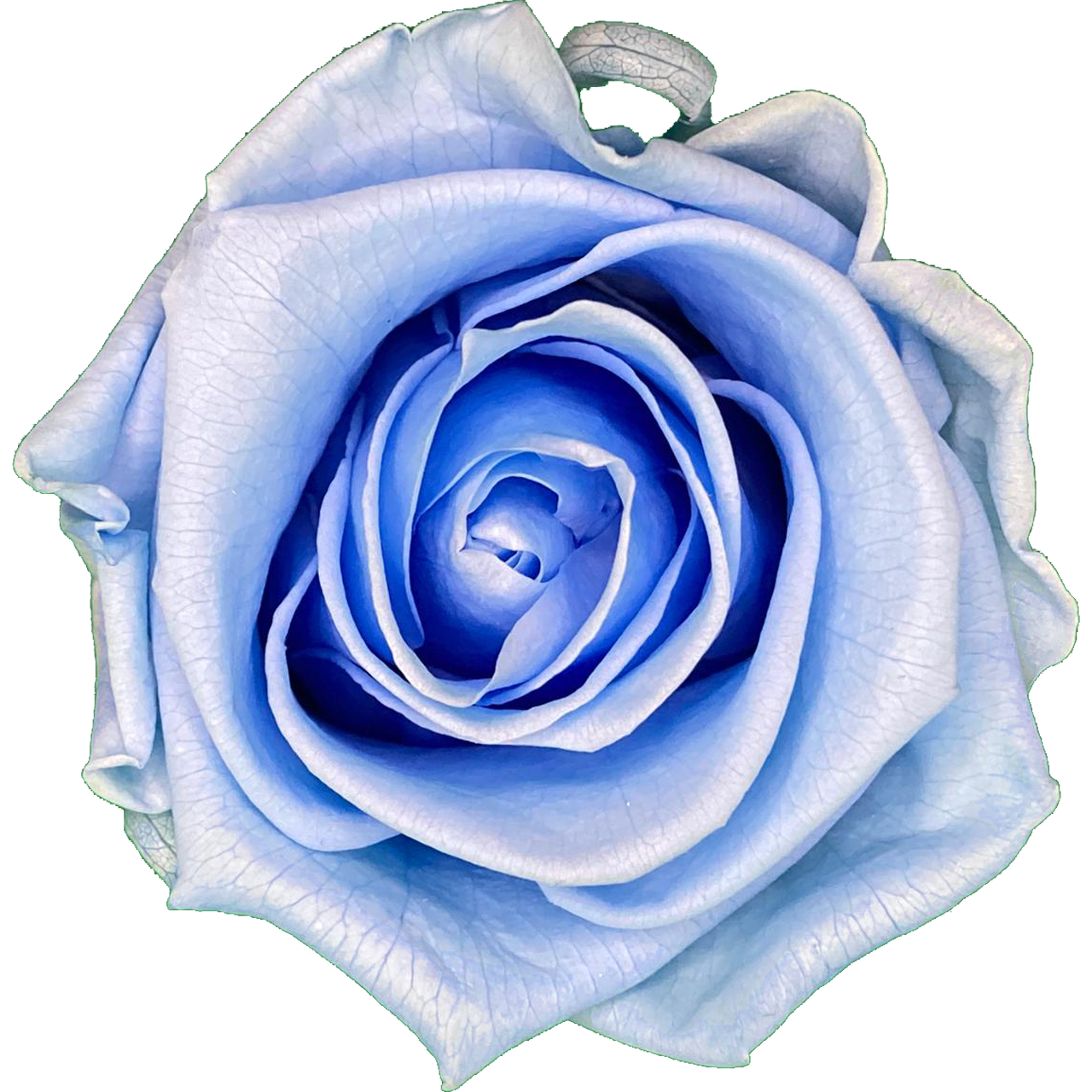 Geboorte Roos Lichtblauw (60 mm) - geconserveerde bloem