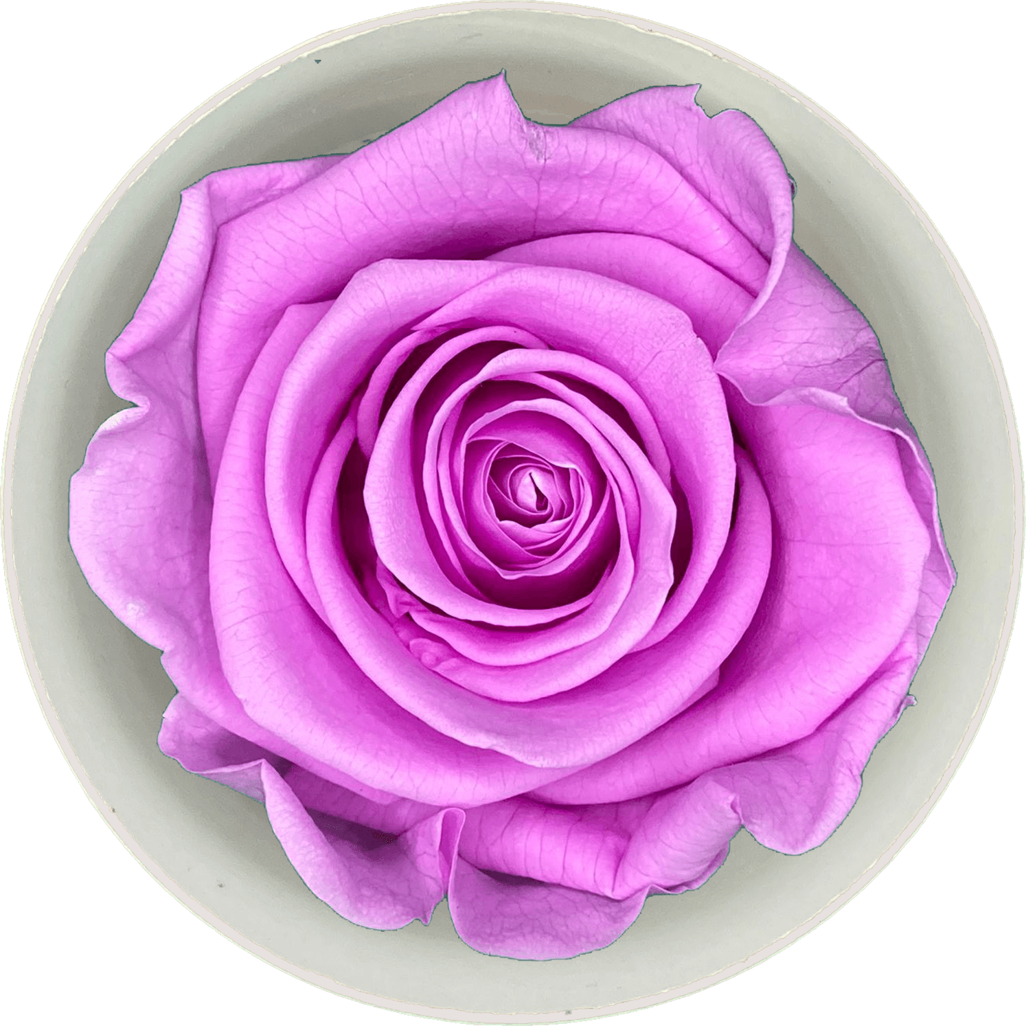 Lila Roos (60 mm) - geconserveerde bloem