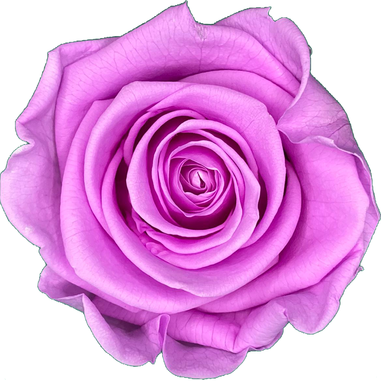 Lila Roos (60 mm) - geconserveerde bloem