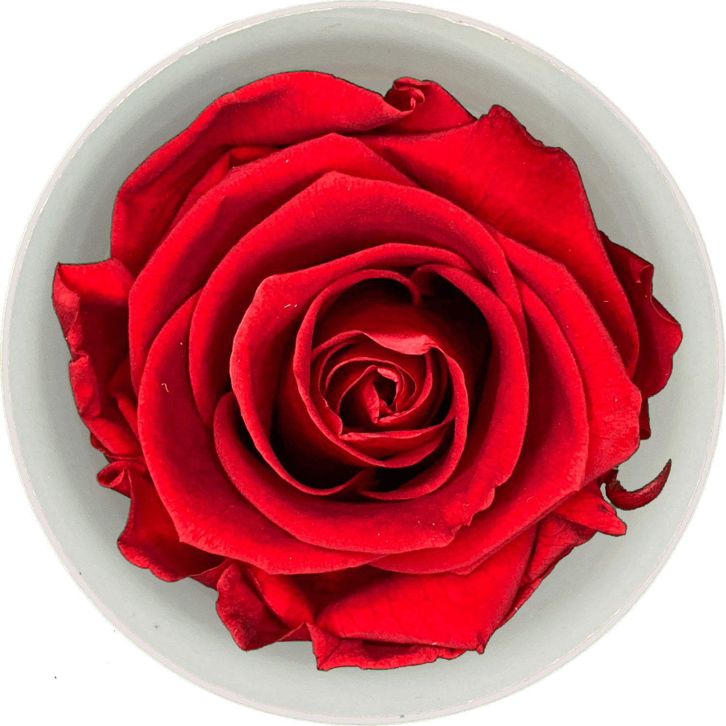 Liefdesroos Rood (60 mm) - geconserveerde bloem