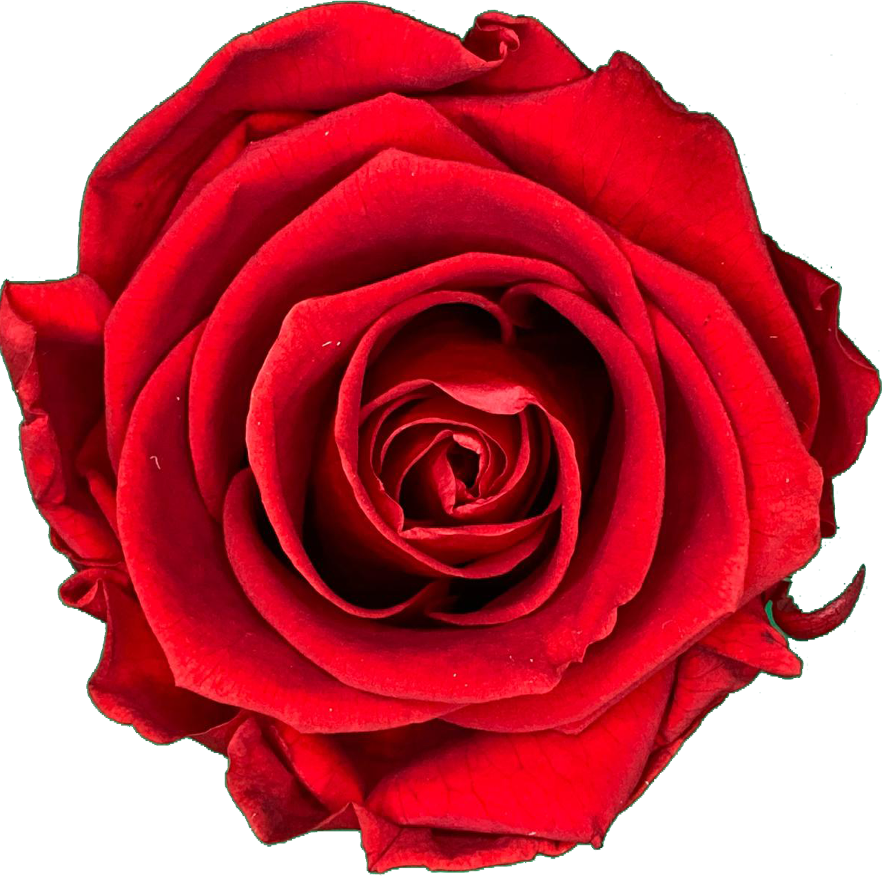 Liefdesroos Rood (60 mm) - geconserveerde bloem
