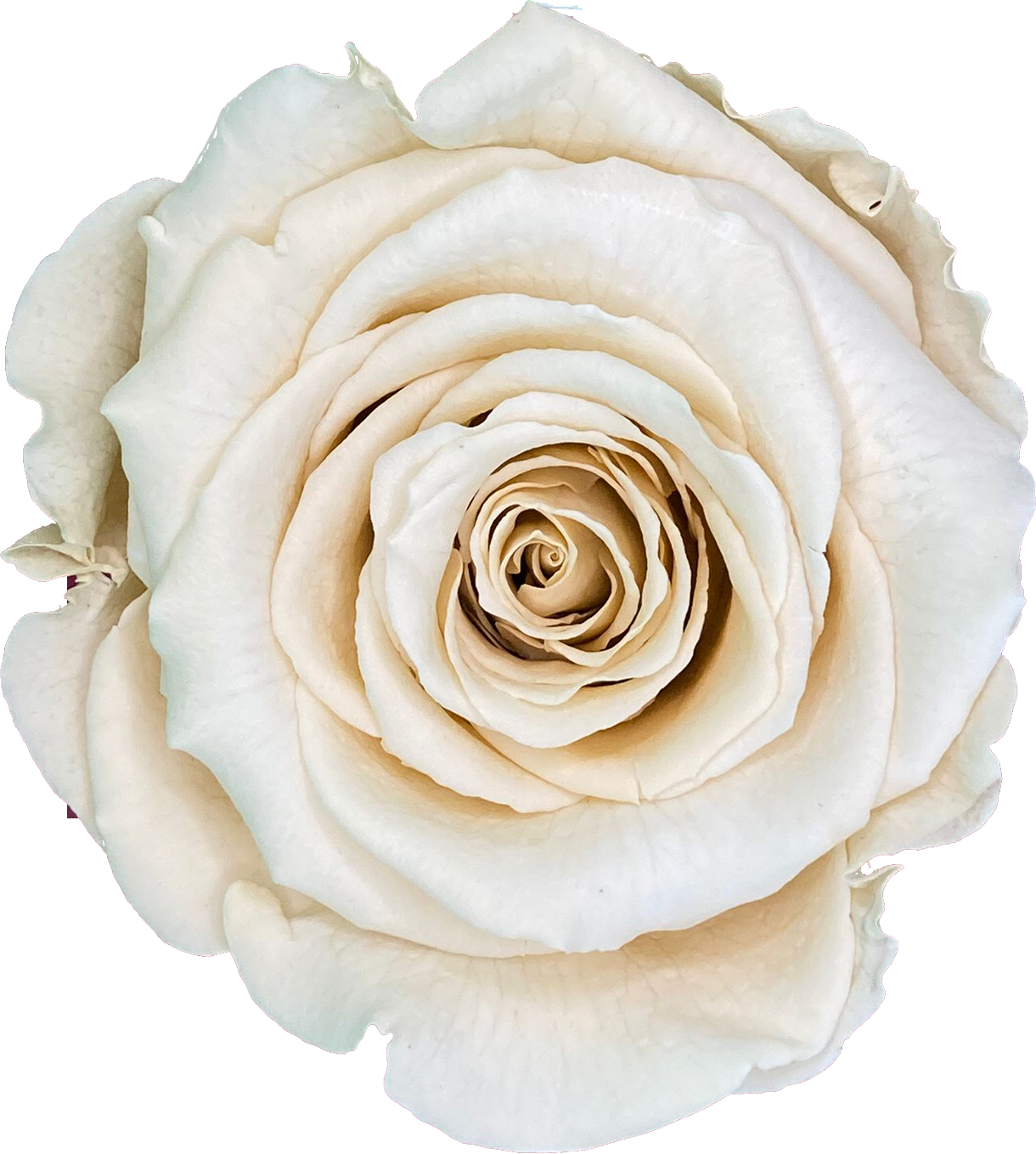 Roos Champagne (60 mm) - geconserveerde bloem