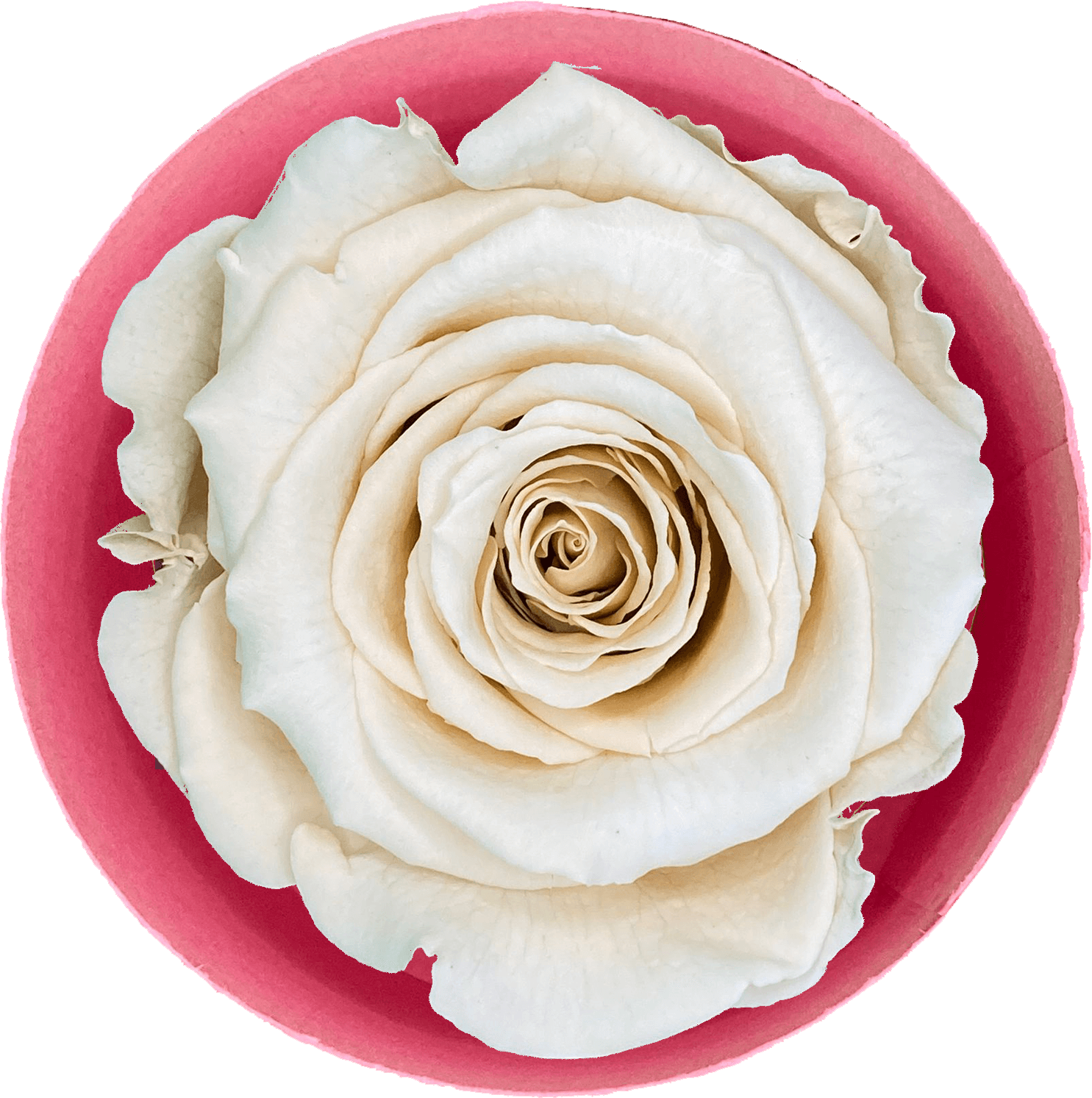 Roos Champagne (60 mm) - geconserveerde bloem