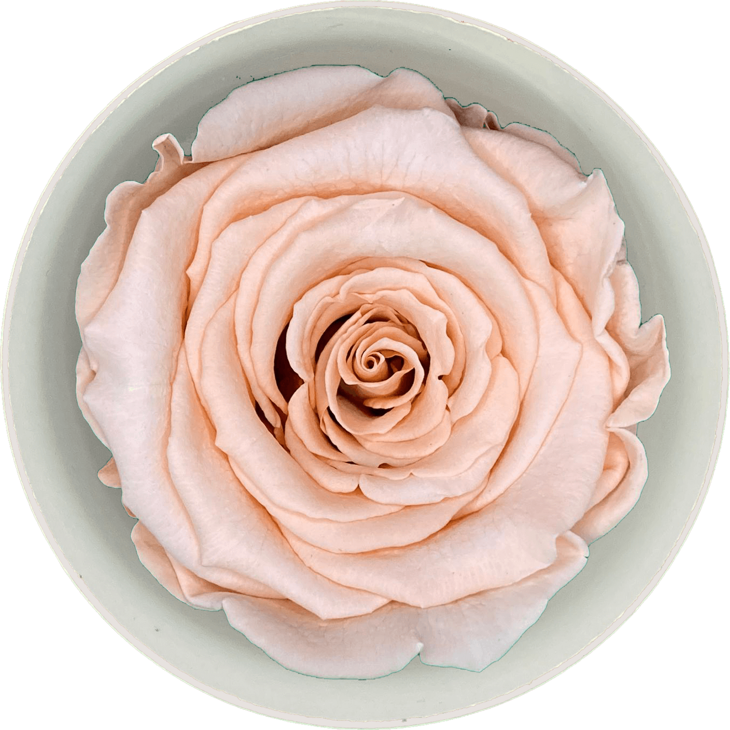 Roos Perzik (60 mm) - geconserveerde bloem