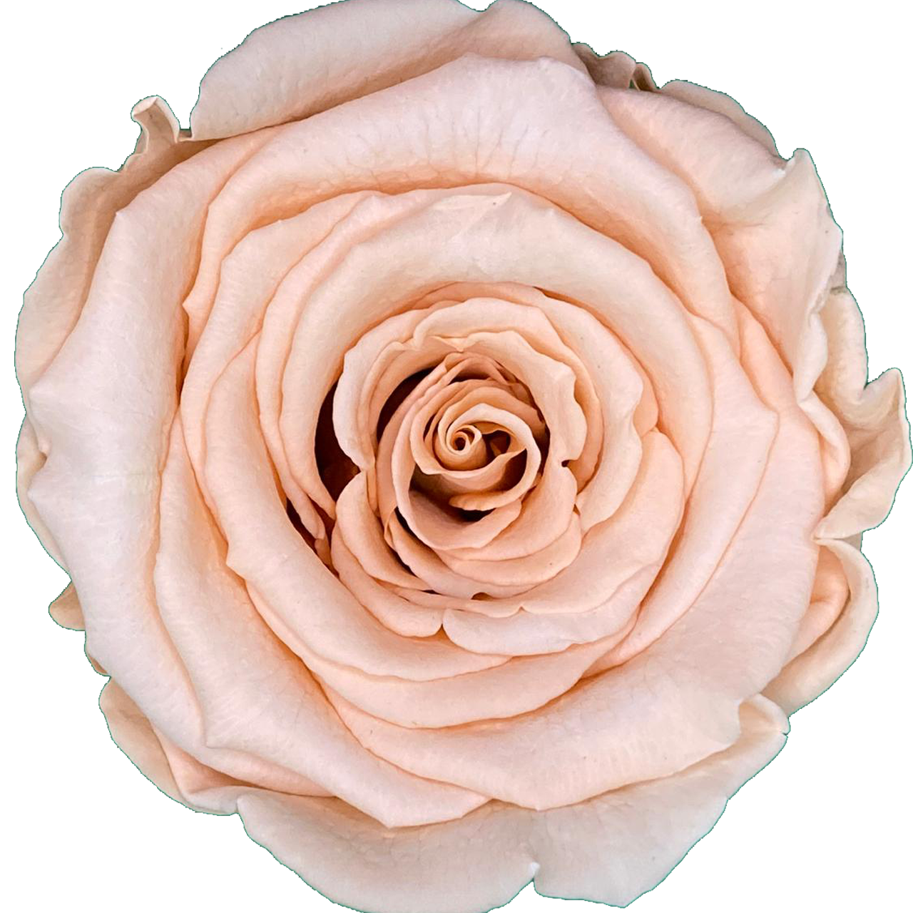 Roos Perzik (60 mm) - geconserveerde bloem