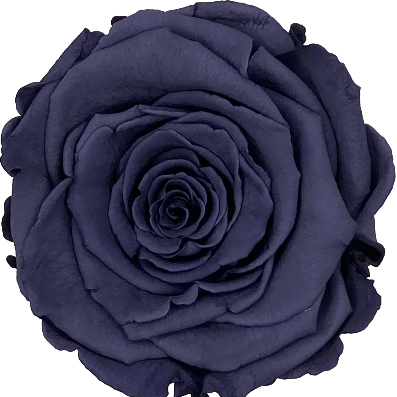 Liefdesroos Donkerblauw voor Mannen (60 mm) - geconserveerde bloem