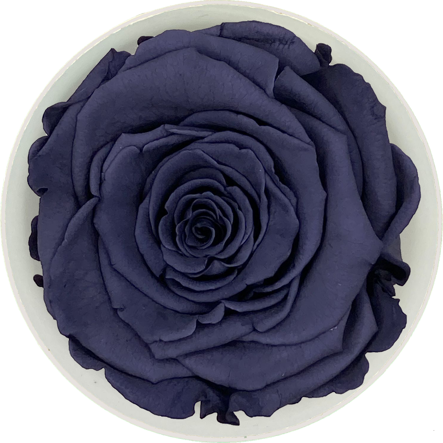 Liefdesroos Donkerblauw voor Mannen (60 mm) - geconserveerde bloem