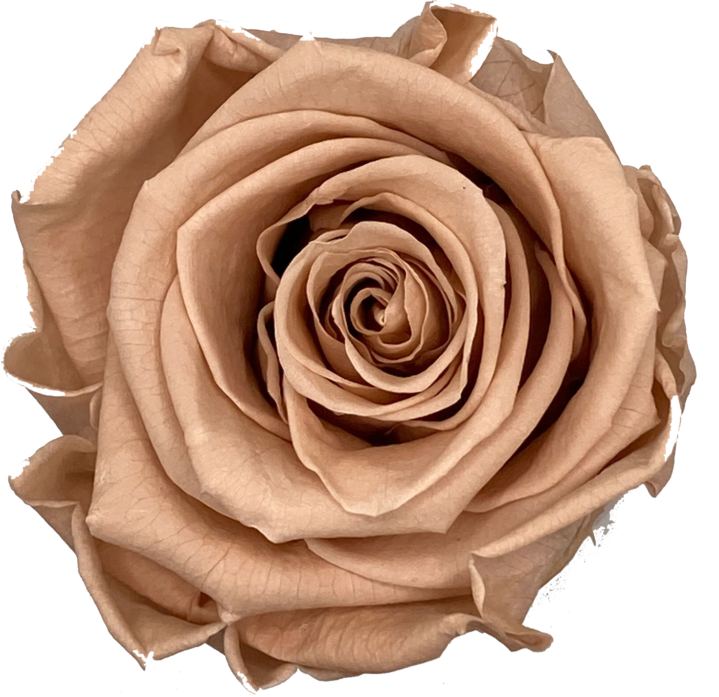 Liefdesroos Nude voor mannen (60 mm) - geconserveerde bloem