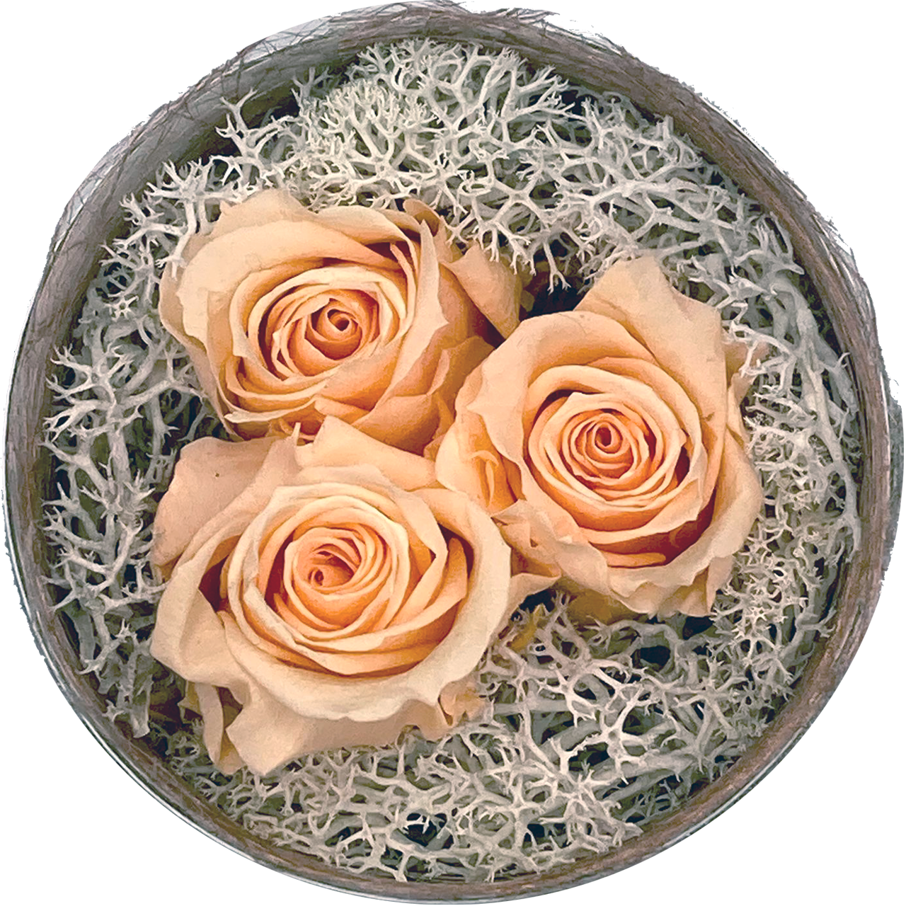 3 perzik mini roosjes (30 mm) - geconserveerde bloemen