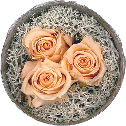 Beterschap 3 mini perzik roosjes (30 mm) - geconserveerde bloemen