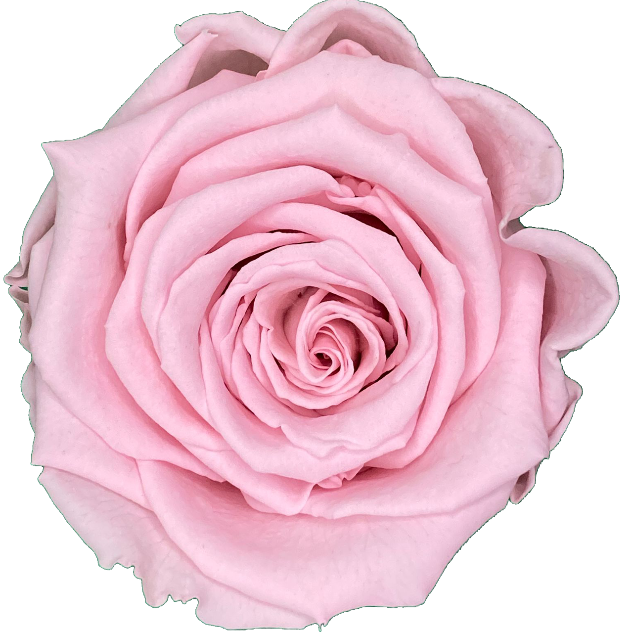 Liefdesroos Lichtroze (60 mm)- geconserveerde bloem
